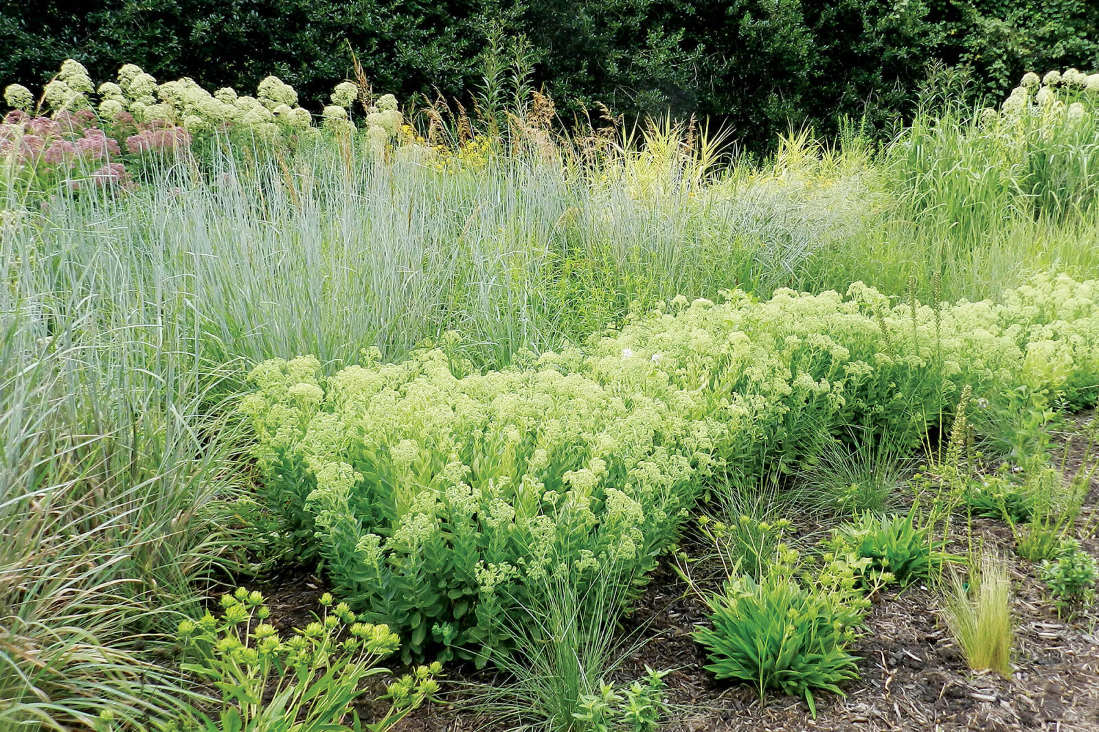 various levels of plants and grasses in a garden