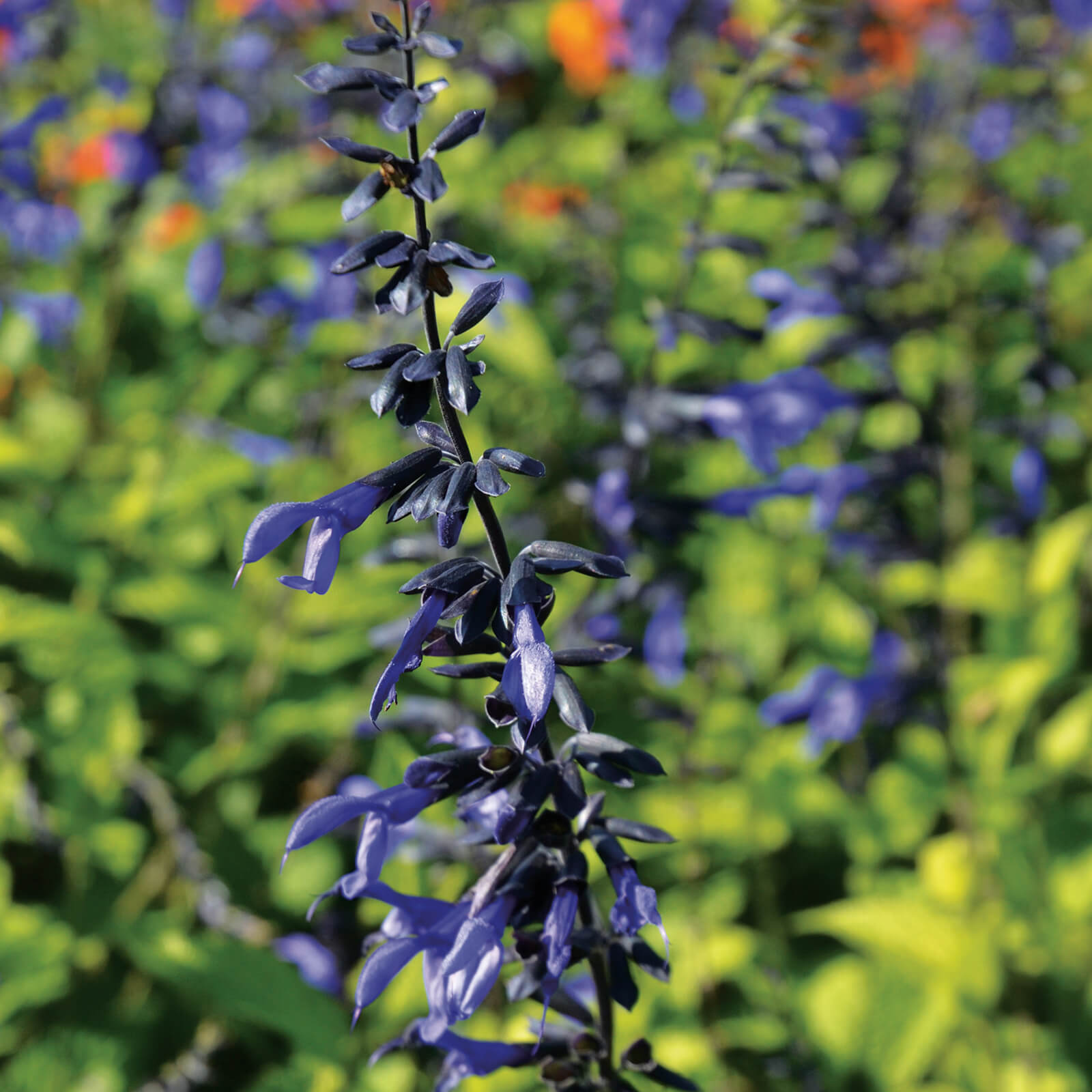 tall purple flower