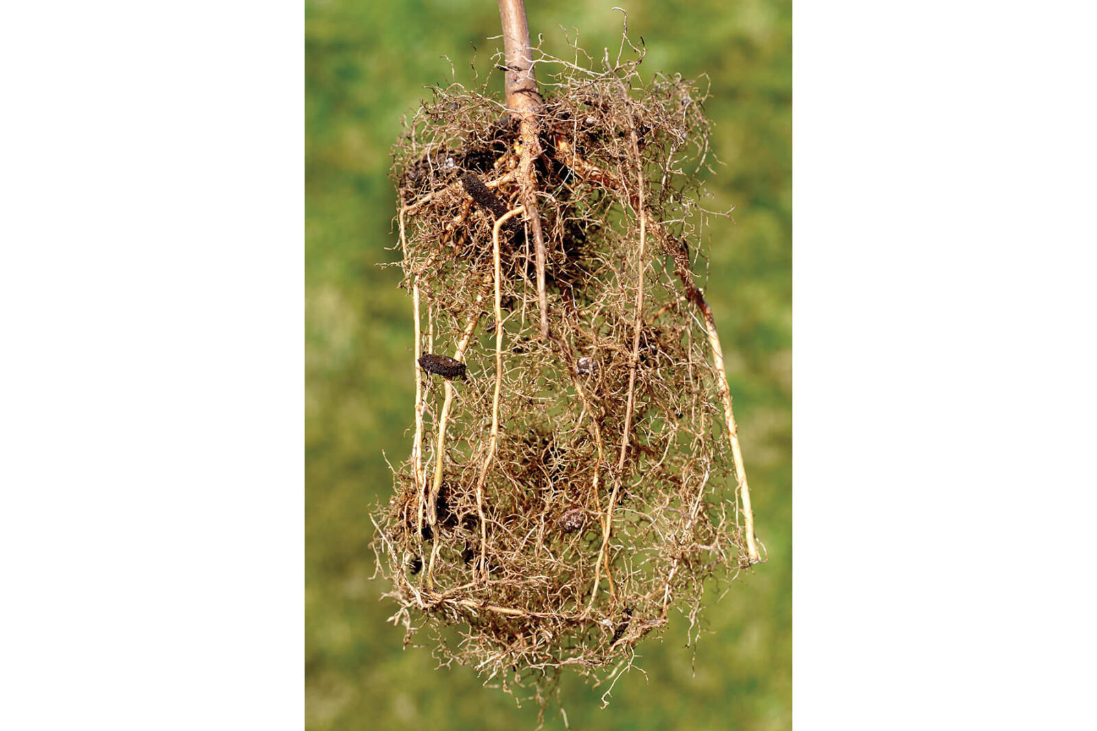 bad roots
