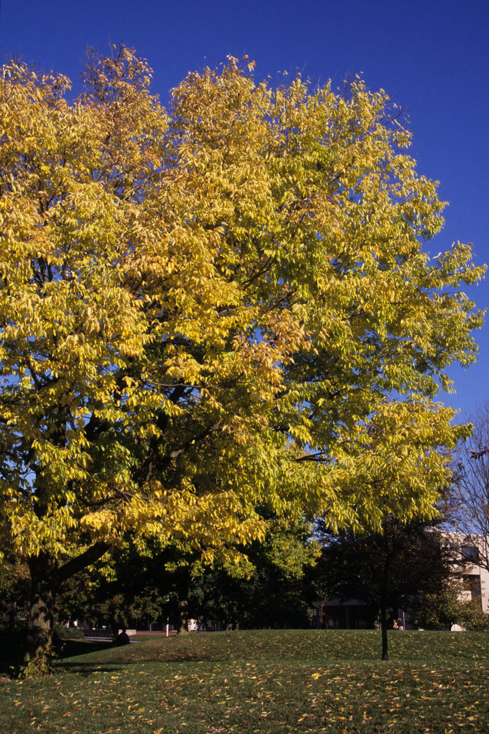large hackberry tree