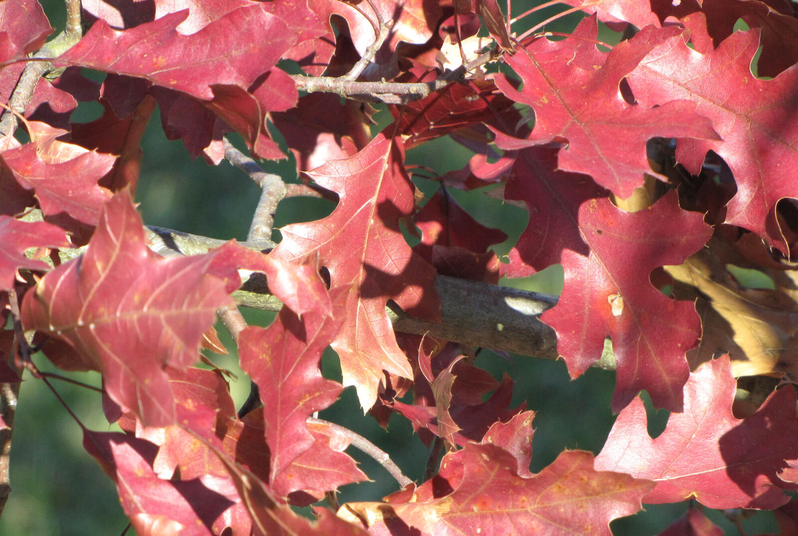 red oak leaves