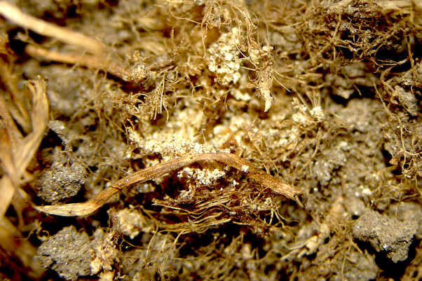 sawdust-like frass