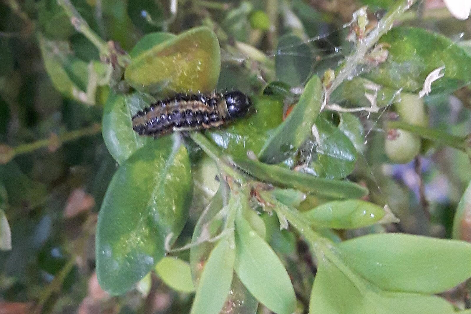 dead larvae