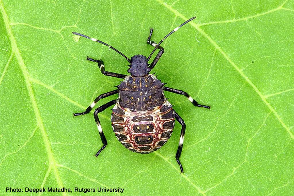 nymph stinkbug