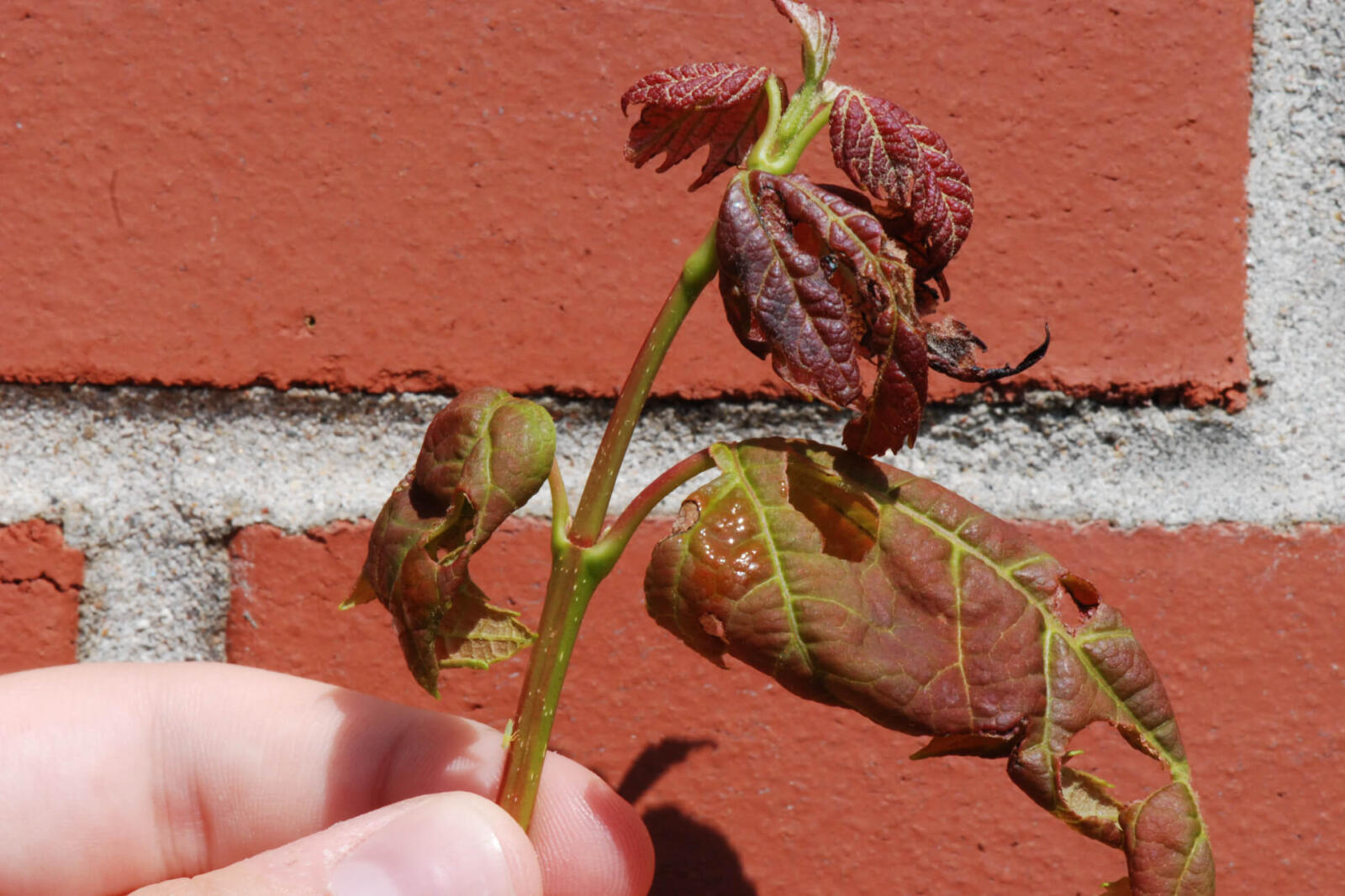damaged plant