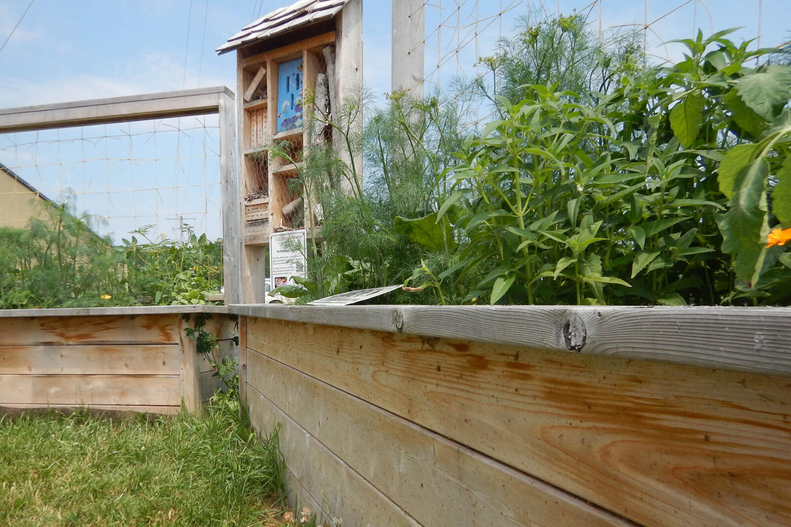 a pollinator garden