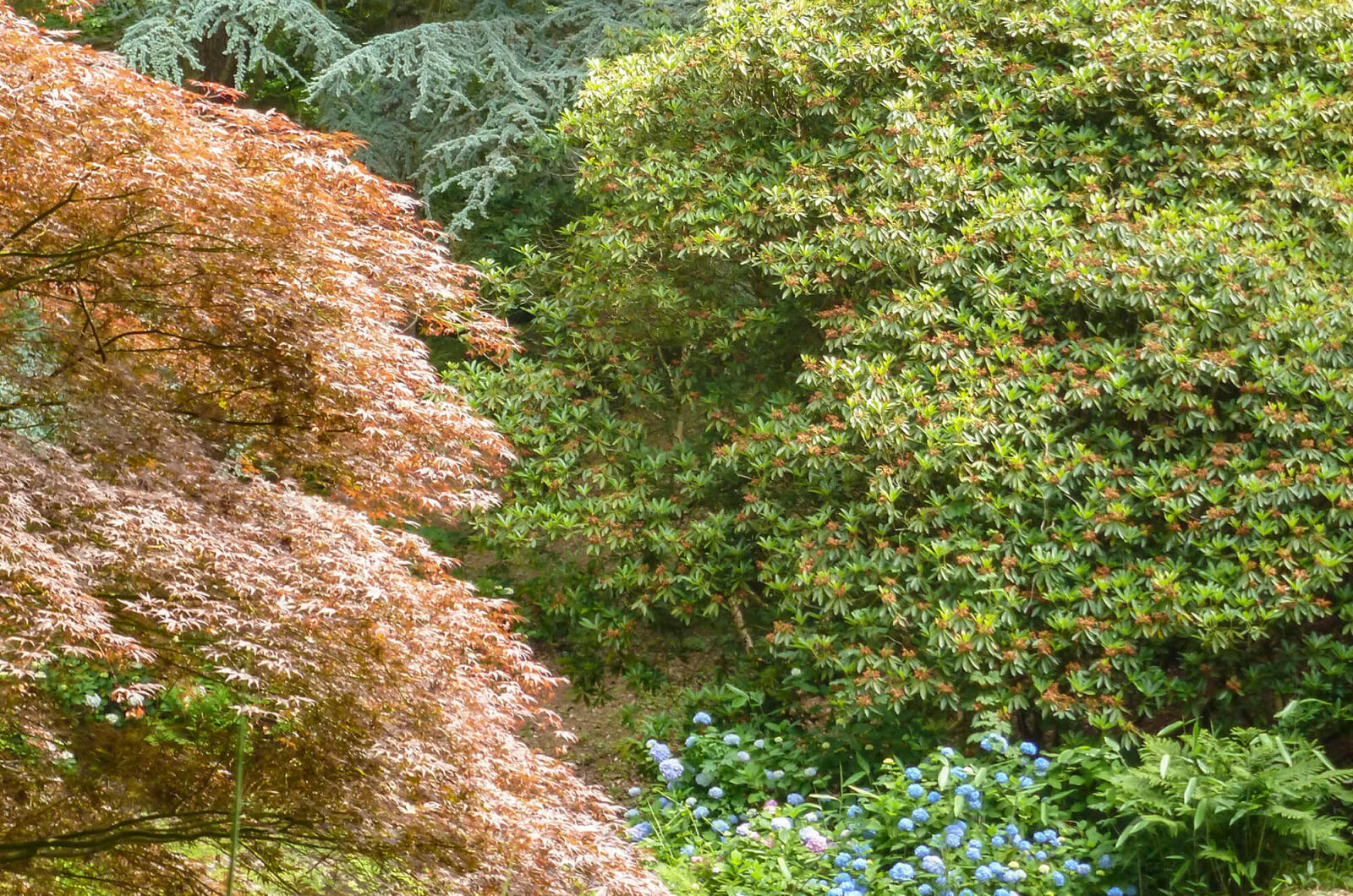 collection of trees