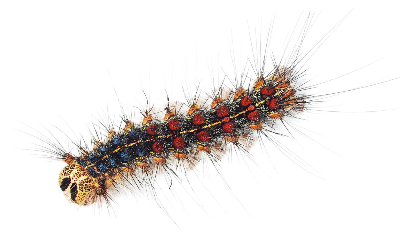 LDD moth