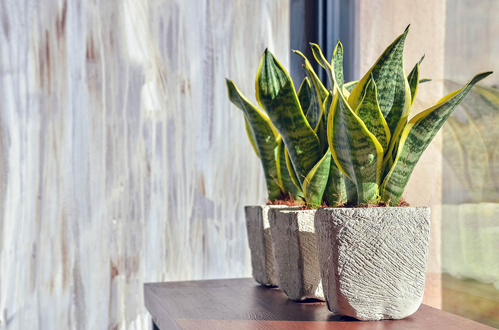 snake plant