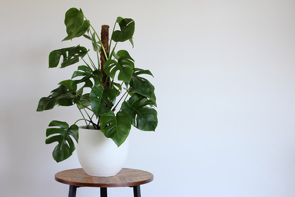monstera
