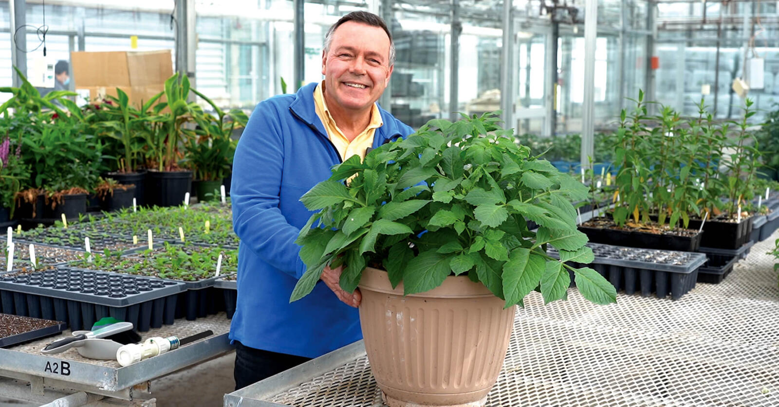 Man with a plant in a greenhouse