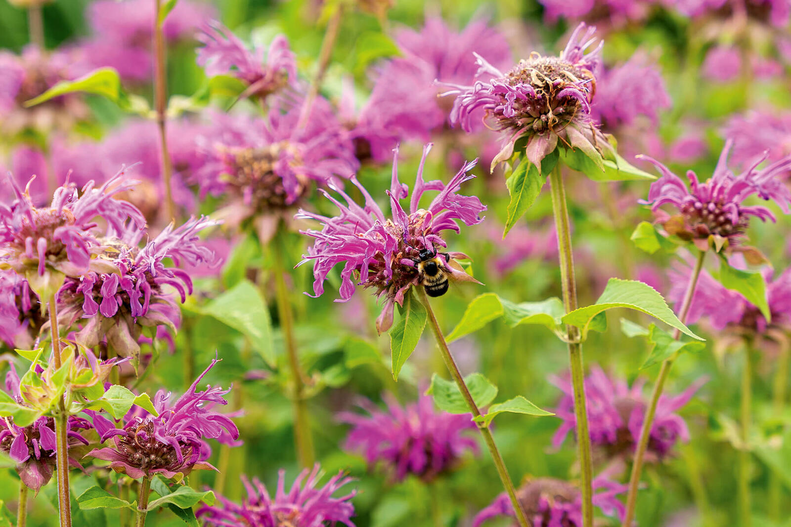 bee and plants