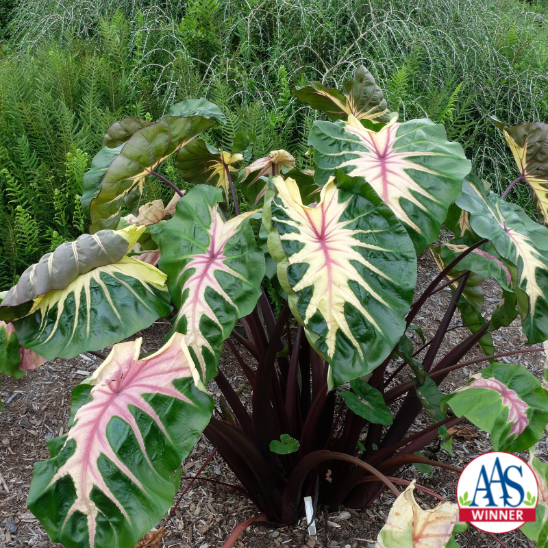 Colocasia ROYAL HAWAIIAN® Waikiki