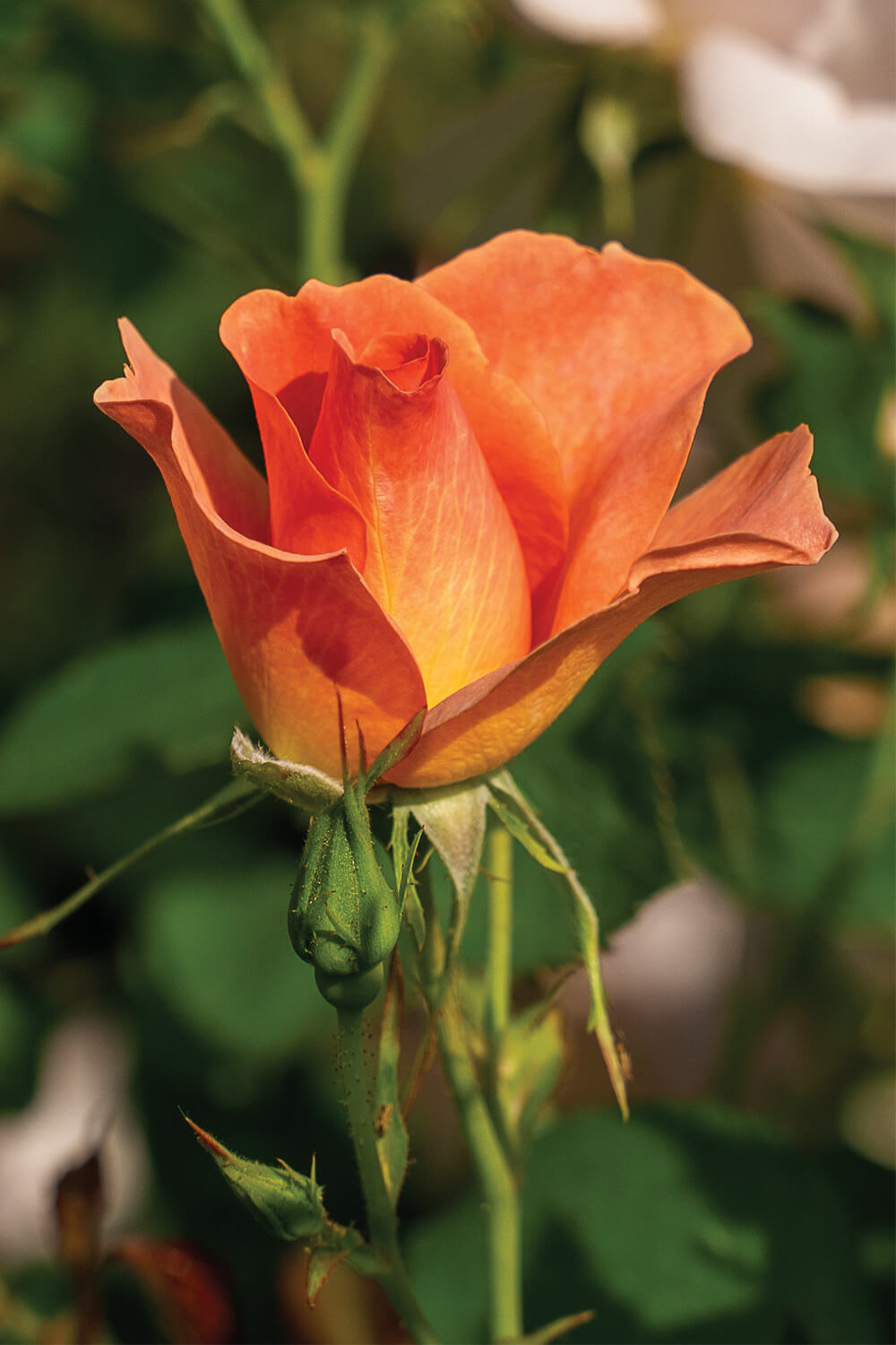 49th_Parallel_Rose
