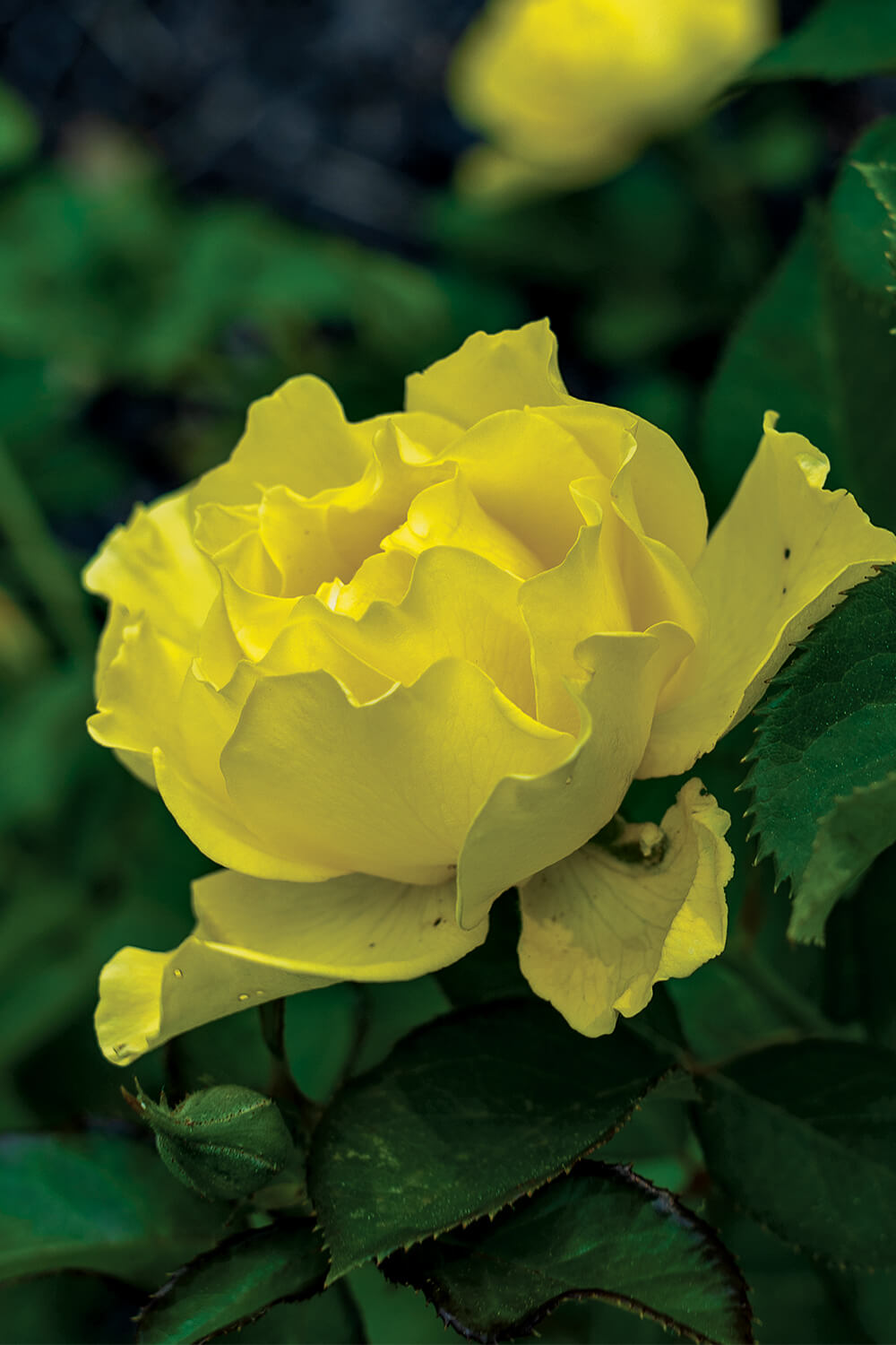 49th_Parallel_Rose
