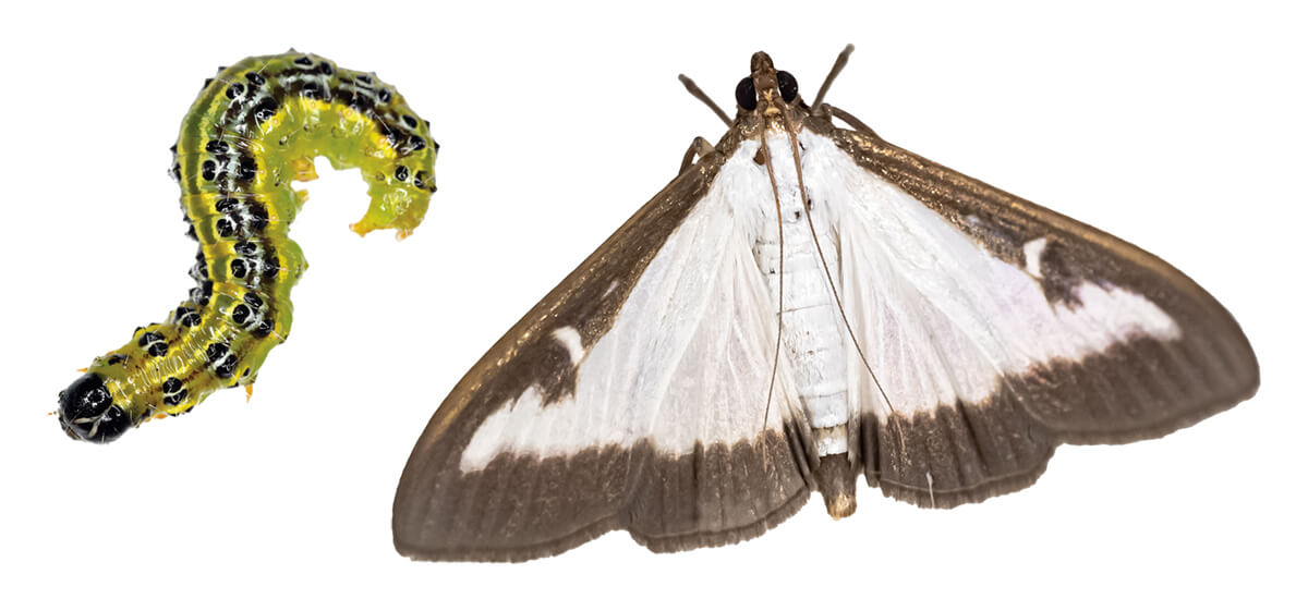 yellow black and green caterpillar and a white moth with grey tipped wings