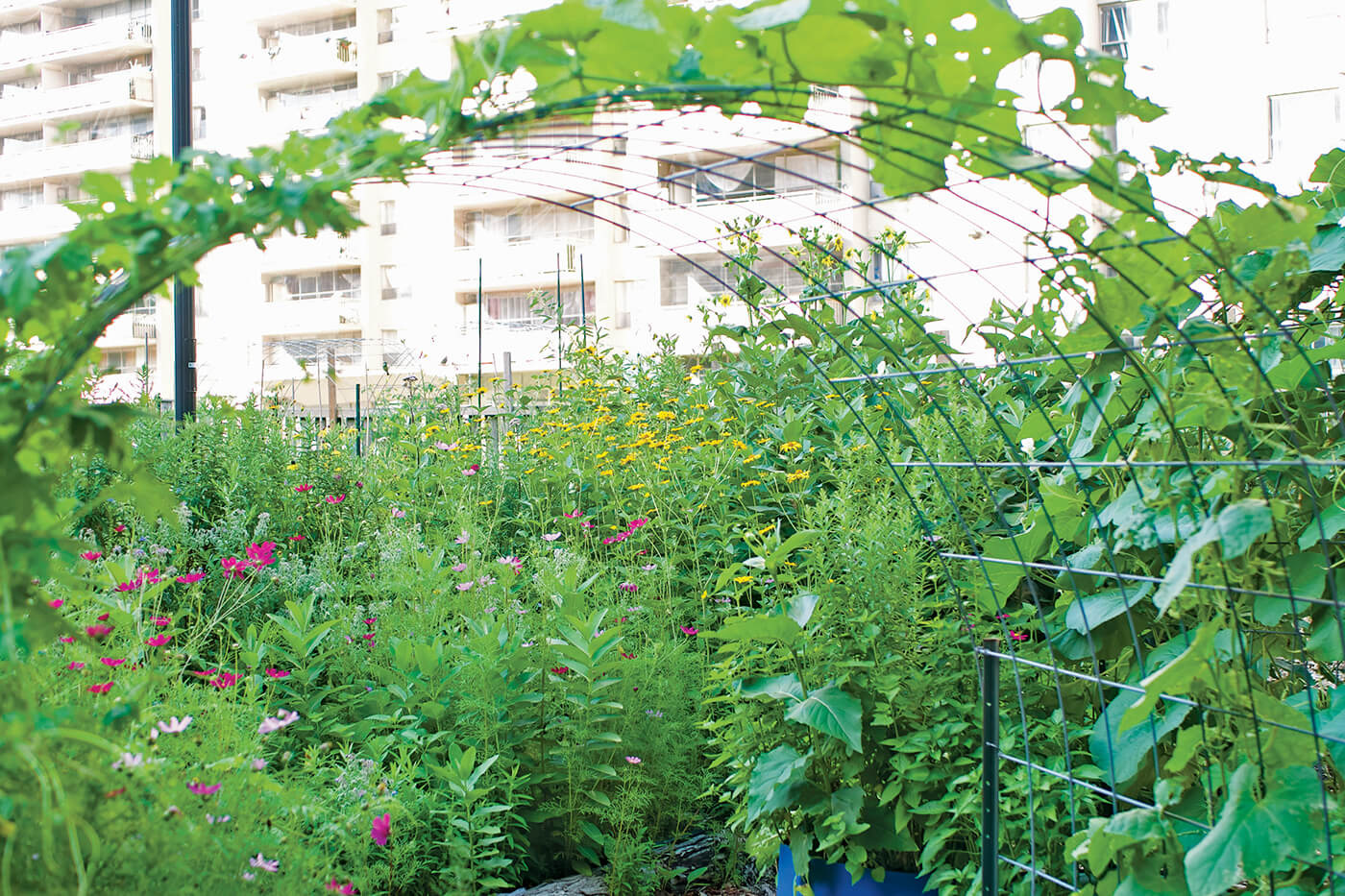 outdoor vegetable garden between tall apartment buildings